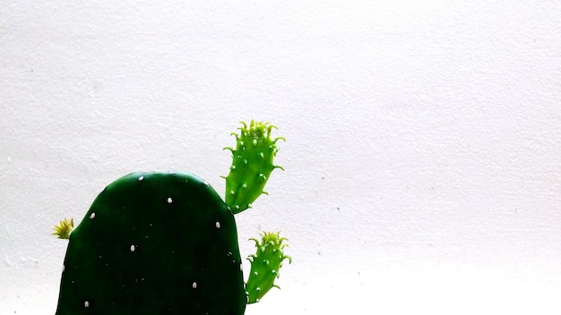 close-up of cactus against wall