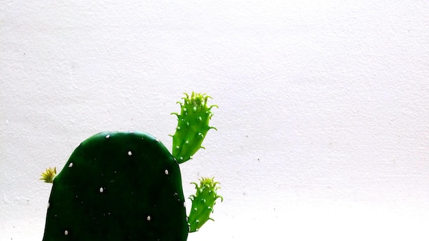 Photo close-up of cactus against wall