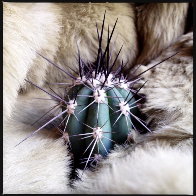 Foto close-up di un cactus in mezzo a un giocattolo di peluche