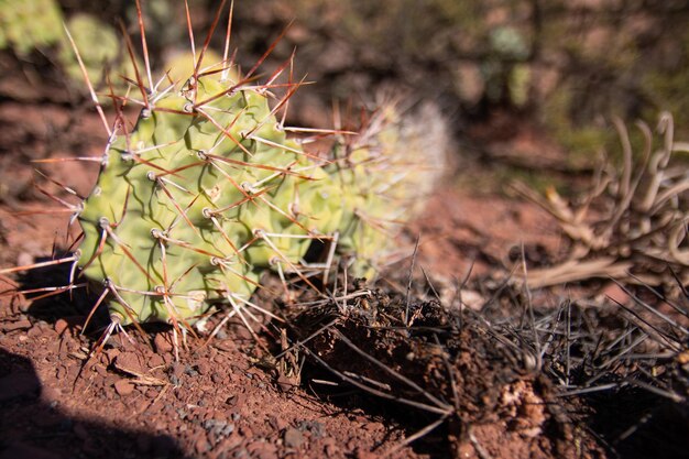 Close-up cactus arid climate