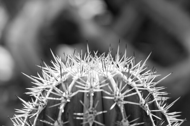 Close-up of cactus. In B/W