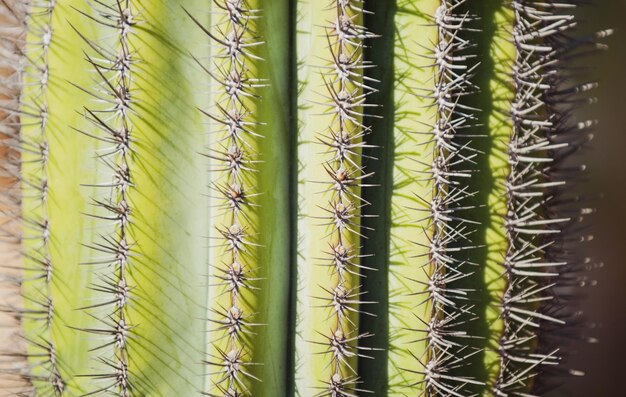 Close-up cactus backdround cactussen of cactusfamilie patroon cactus spiked