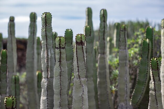 Close up on a cactus bush in protected area tropical plant in Tenerife southern park