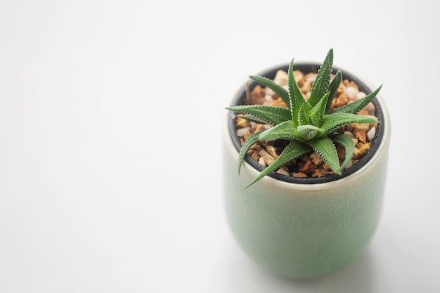 Close up Cactus in ceramic pot on table