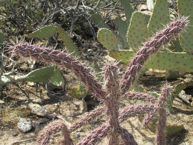 Foto prossimo piano di un cactus sul campo