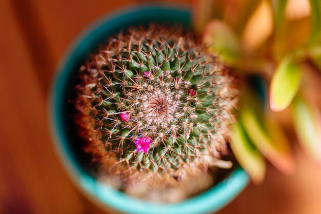 Close-up of cactus flower pot