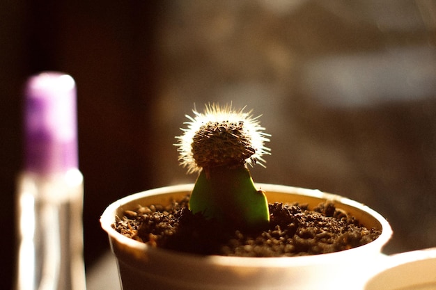 Foto prossimo piano di un vaso di fiori di cactus