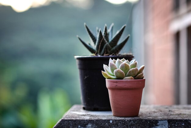 Foto prossimo piano di un fiore di cactus