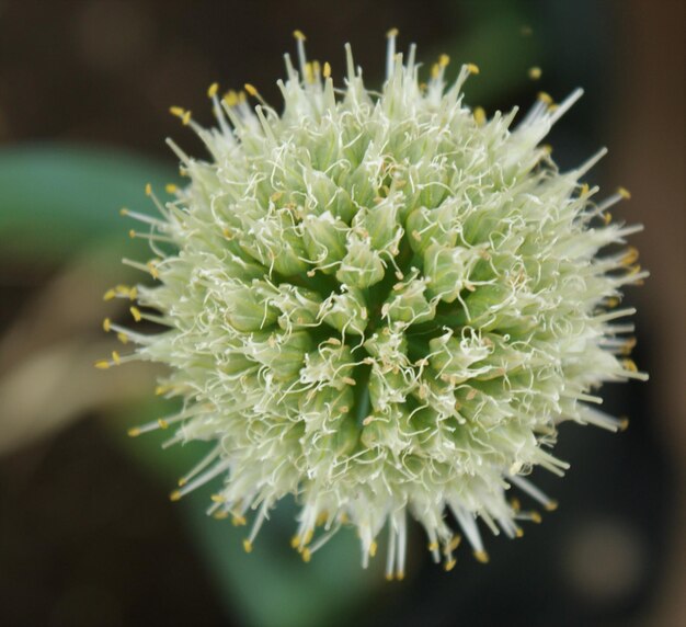 Foto prossimo piano di un fiore di cactus