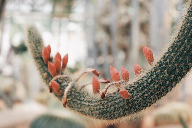 Photo close-up of cactus flower