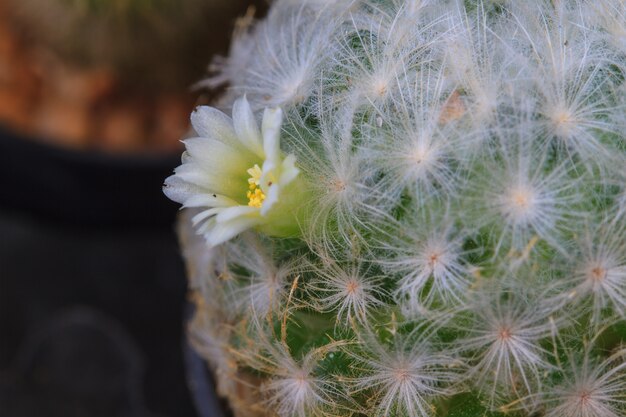 サボテンの花のクローズアップ