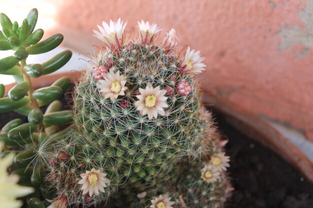 Close-up of cactus flowers