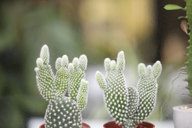 Close up cactus in front of windows