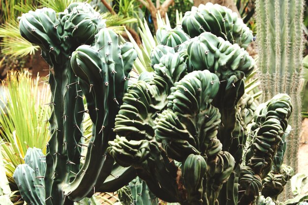 Photo close-up of cactus in garden