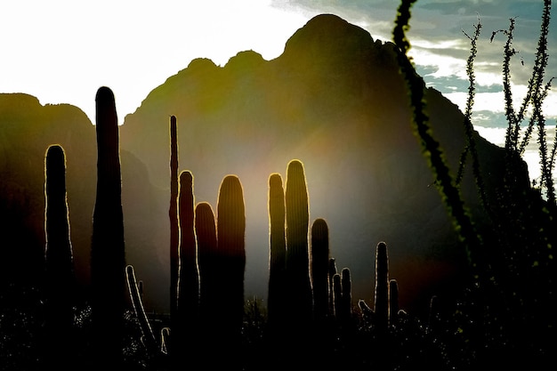 Photo close-up of cactus growing against mountains in sunny day