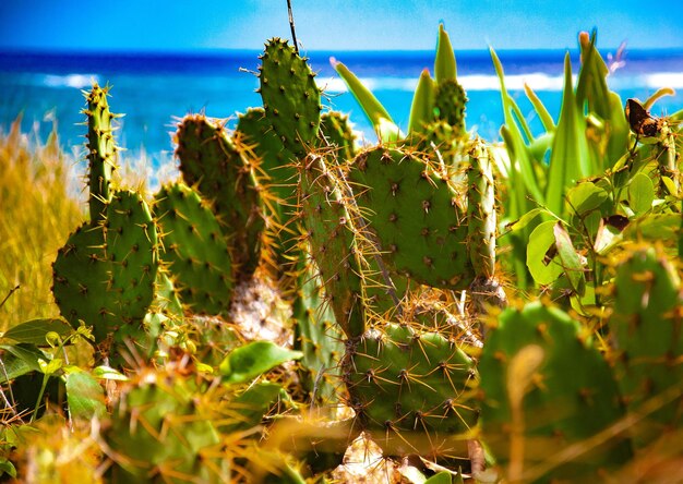 Close-up of cactus growing on field against sky