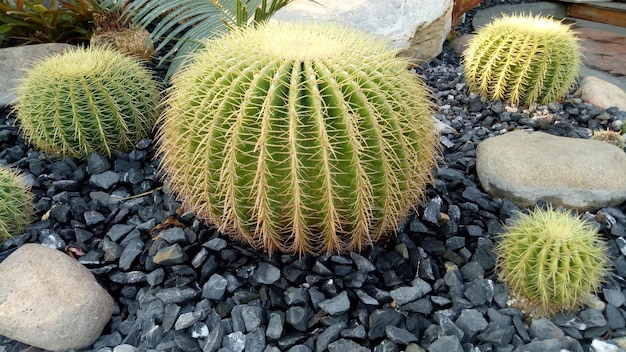 Close-up of cactus growing on field