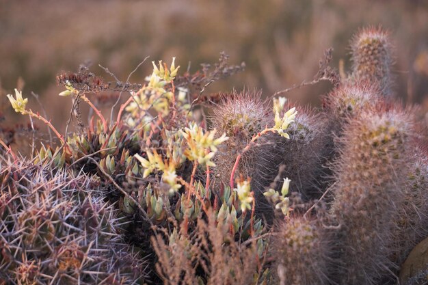 Close-up of cactus growing on field