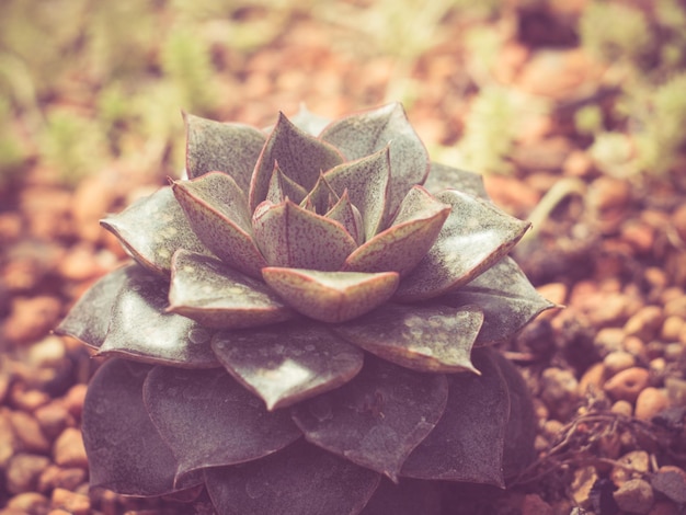 close-up of cactus growing on field