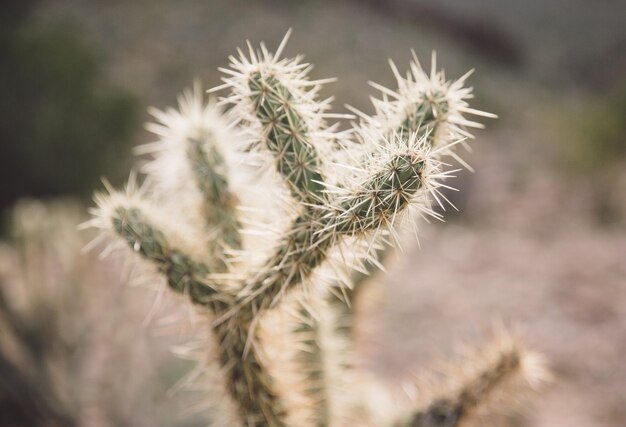 Photo close-up of cactus growing on field