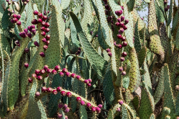 Foto prossimo piano di un cactus che cresce all'aperto albatarrec