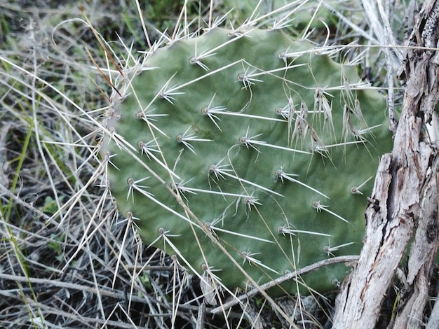 Close-up of cactus growing outdoors