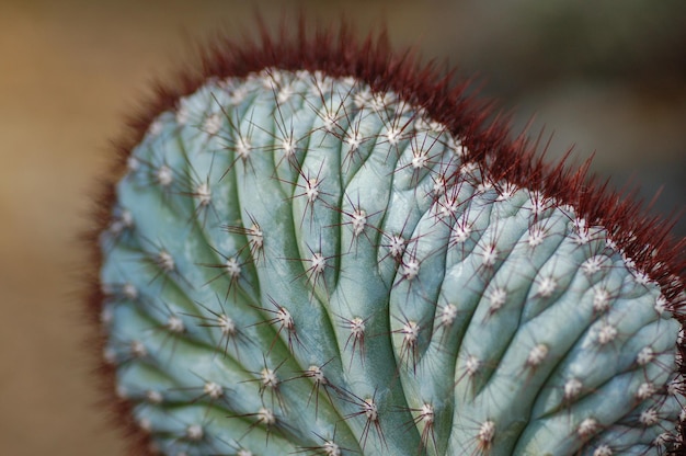 Photo close-up of cactus growing outdoors