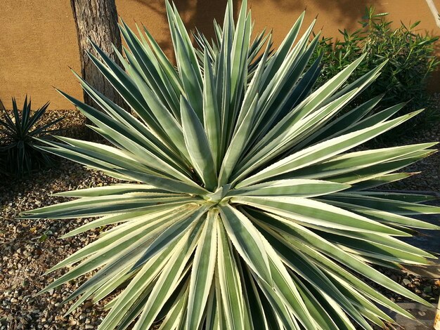 Photo close-up of cactus growing outdoors