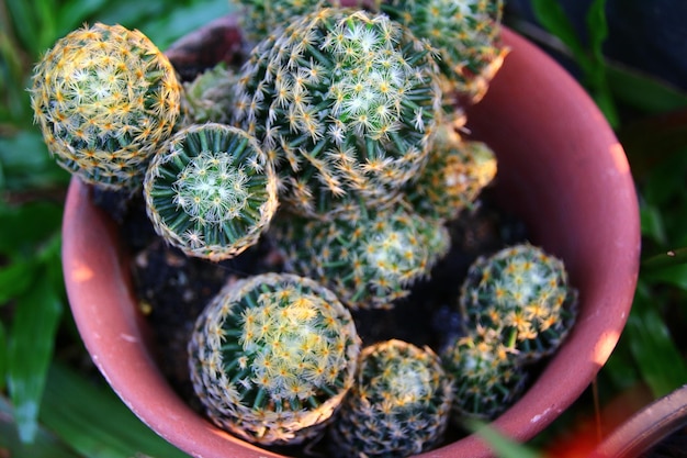 Close-up of cactus growing on potted plant