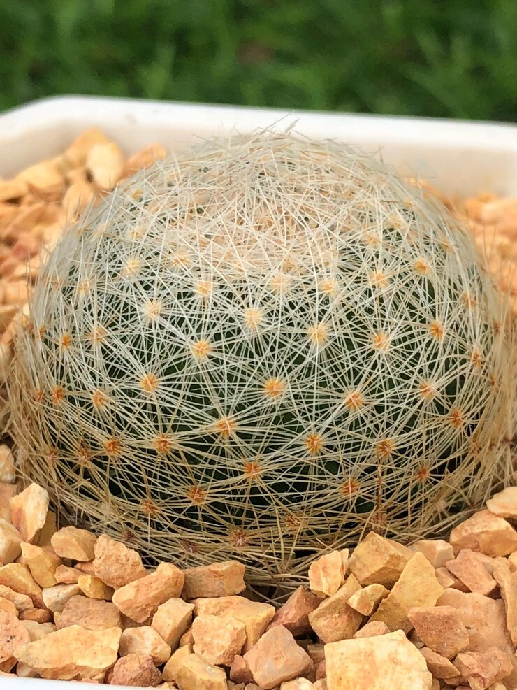 Photo close-up of cactus growing on rock