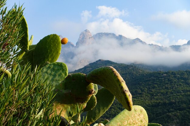 Foto close-up di un cactus che cresce su un albero contro il cielo