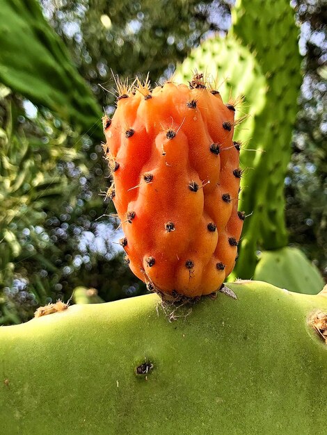 Close-up of cactus growing on tree