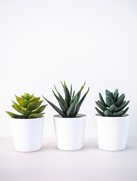 Close-up of cactus, house plant in white pot, ornamental trees and home decorations.