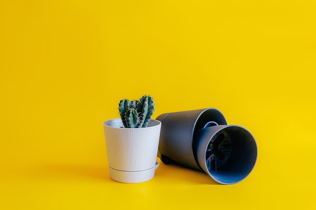 Close-up cactus met bloempotten