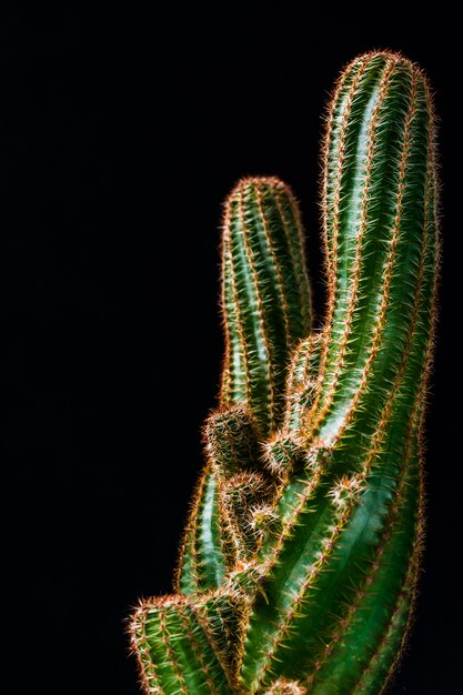 close-up cactus op zwarte achtergrond