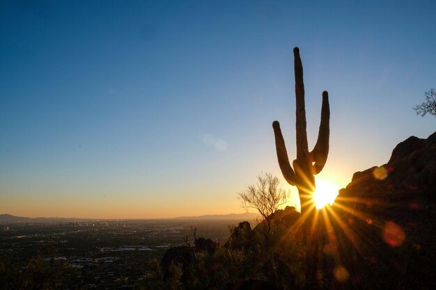 Foto close-up di una pianta di cactus contro il cielo durante il tramonto