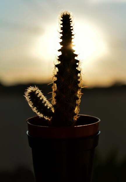 Photo close-up of cactus plant against sky during sunset