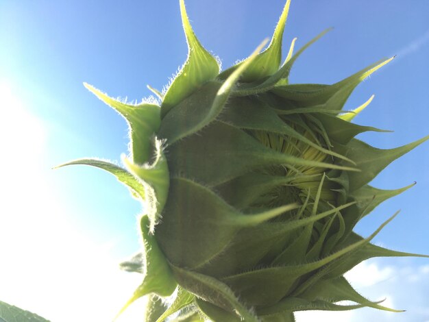 Close-up of cactus plant against sky