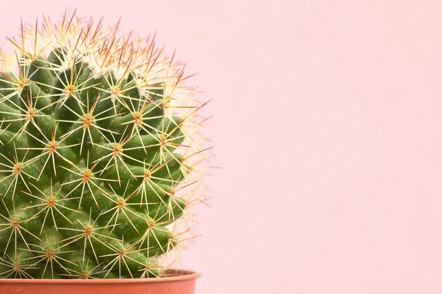 Foto close-up di una pianta di cactus contro il muro