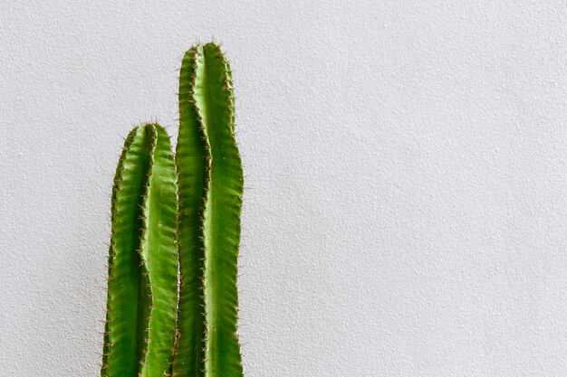 Close-up of cactus plant against white background