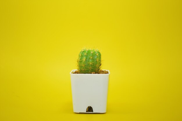 Close-up of cactus plant against yellow wall