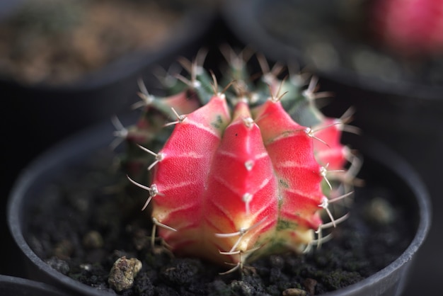Close up on cactus plant details