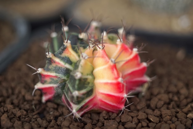 サボテンの植物の詳細をクローズアップ