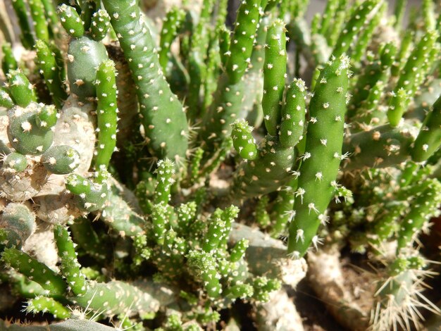 Photo close-up of cactus plant growing outdoors