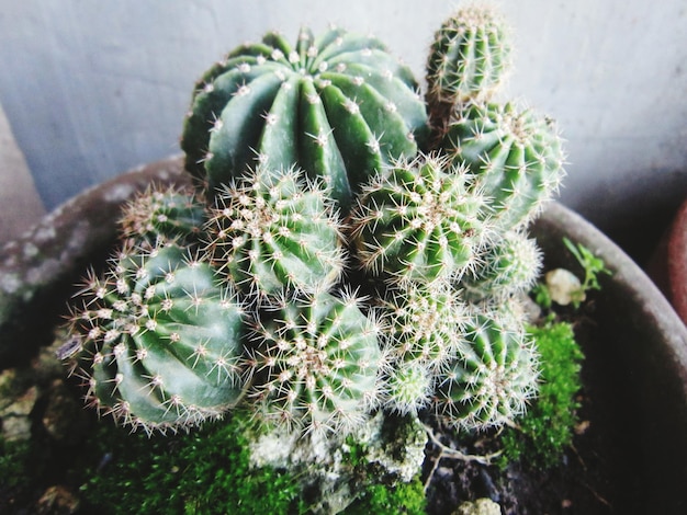 冬の間鉢の中のカクタス植物のクローズアップ
