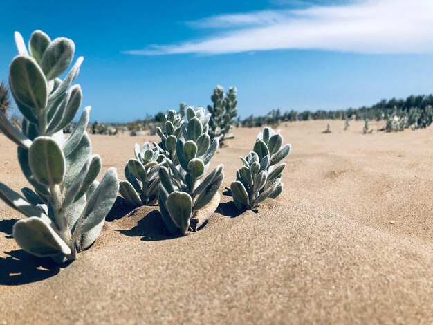 Foto close-up di una pianta di cactus sulla sabbia contro il cielo