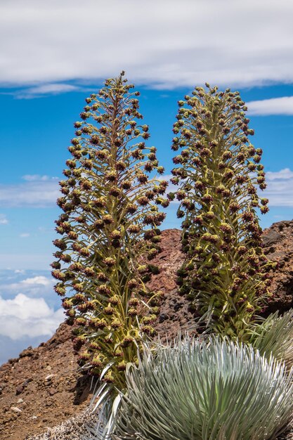 Foto prossimo piano di una pianta di cactus alla luce del sole