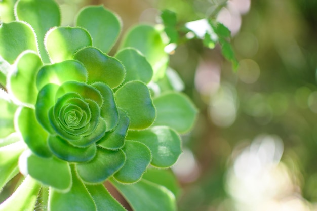 Close up of cactus plant with blur background