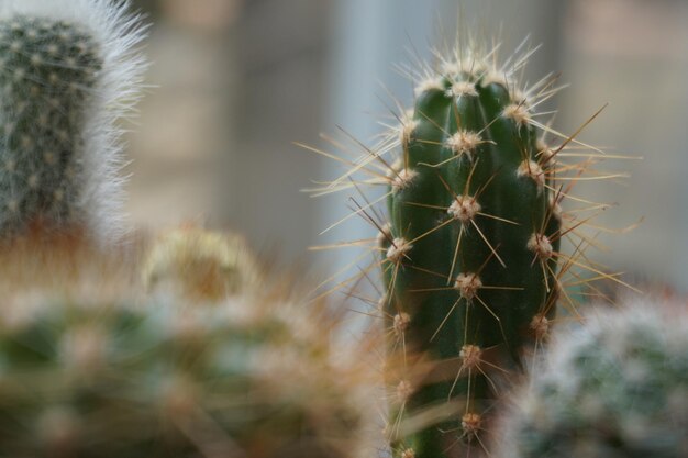 Foto prossimo piano della pianta di cactus