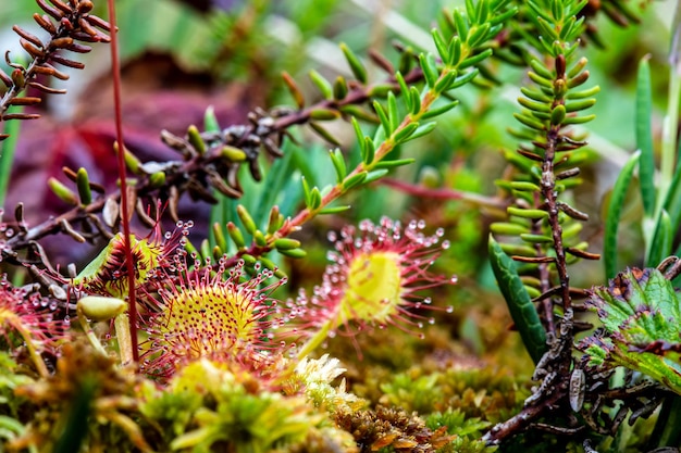 カクタス植物のクローズアップ